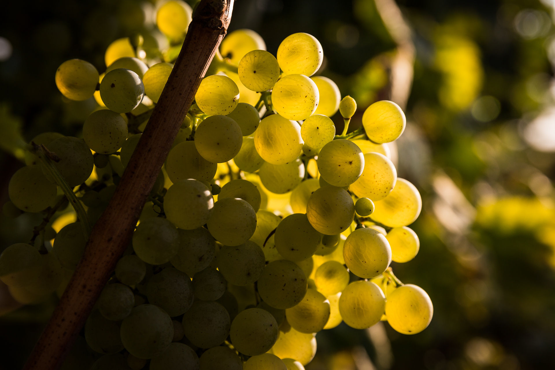 zambon wine valdobbiadene grapes