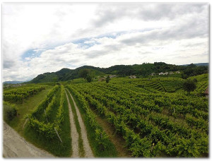 Parlano ancora di noi… „VINEYARD MAPPING USING UAV ACQUIRED IMAGES“